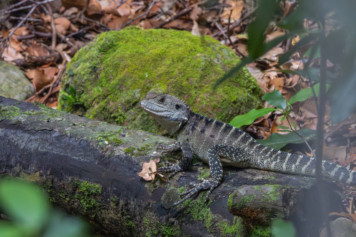 Gippsland Water Dragon - ML634845446