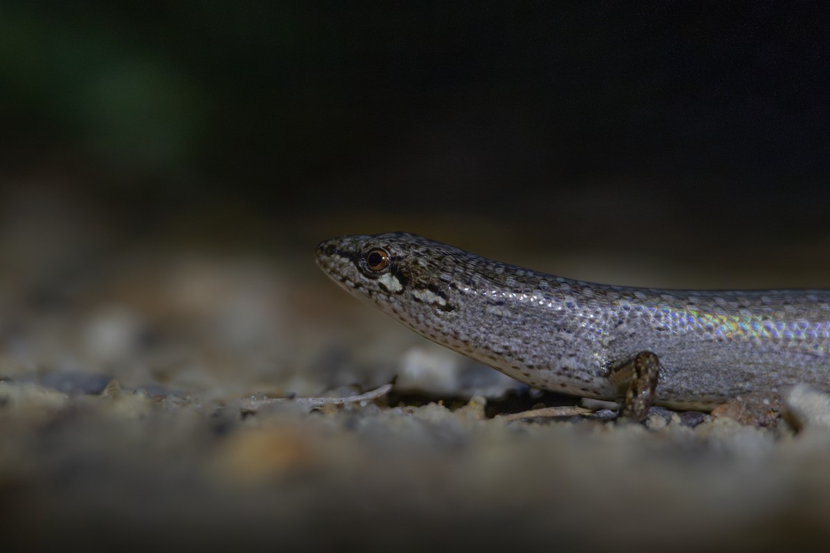 Weasel Shadeskink - ML634845447