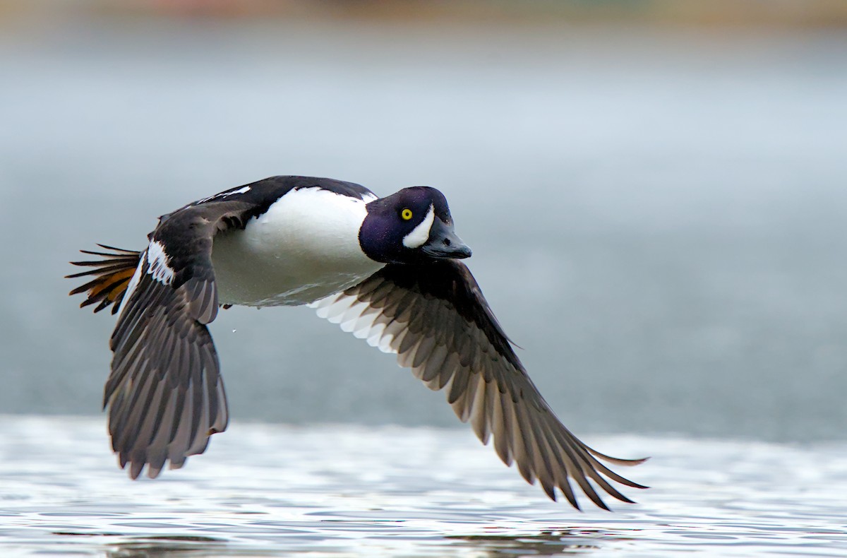 Barrow's Goldeneye - ML634845492