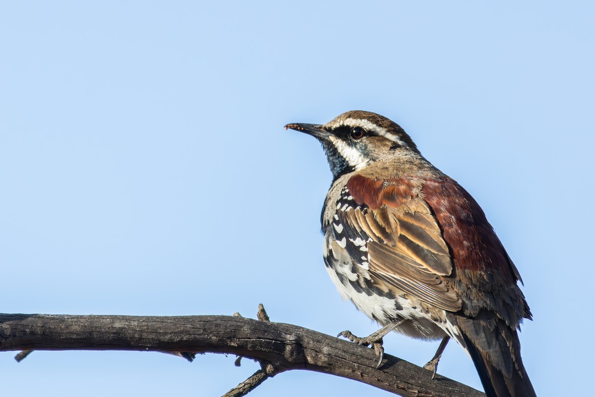 Chestnut Quail-thrush - ML634845523