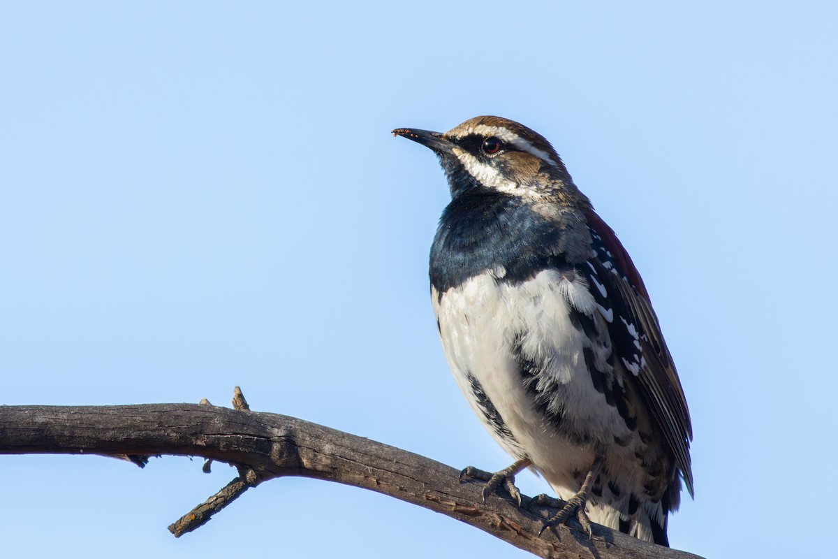 Chestnut Quail-thrush - ML634845524