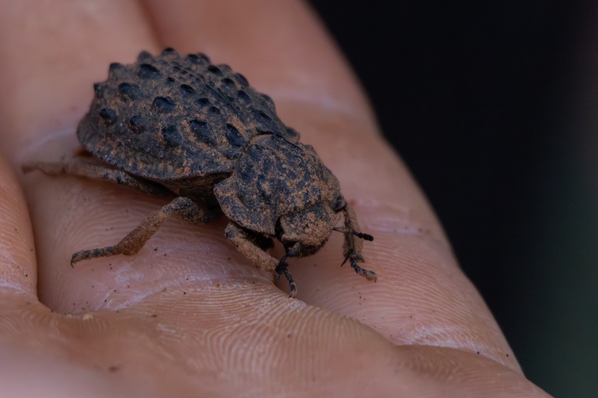 Insects - ML634845568