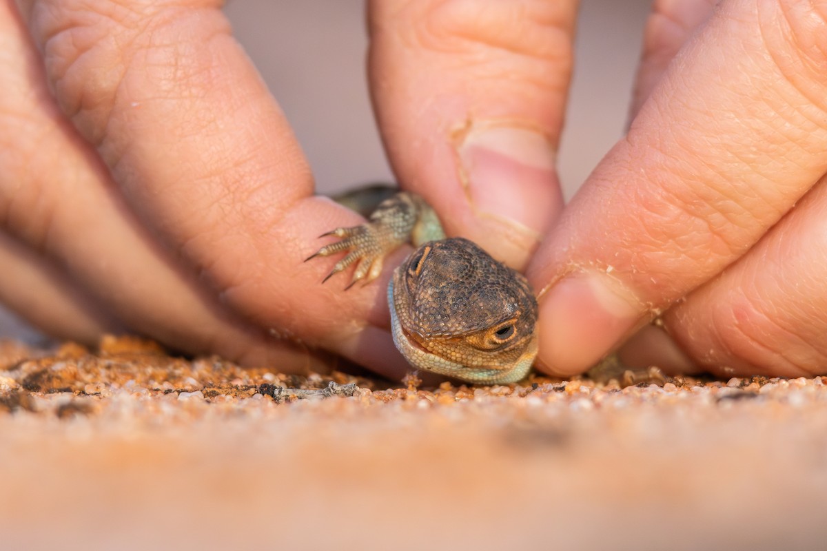 Painted Dragon - ML634845569