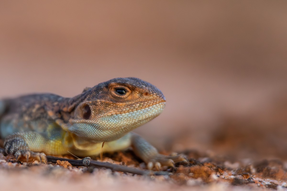 Painted Dragon - ML634845570