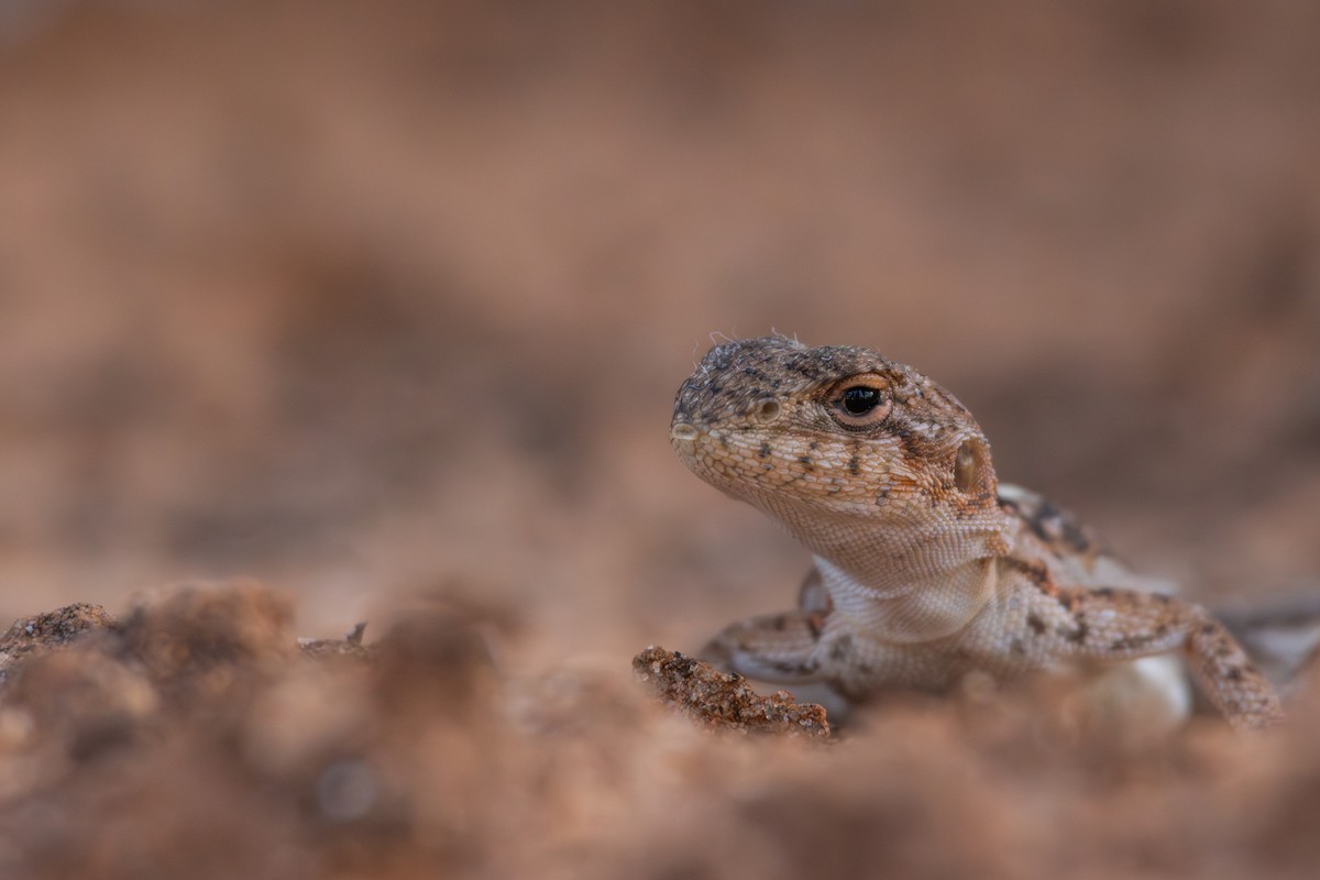 eastern mallee dragon - ML634845571