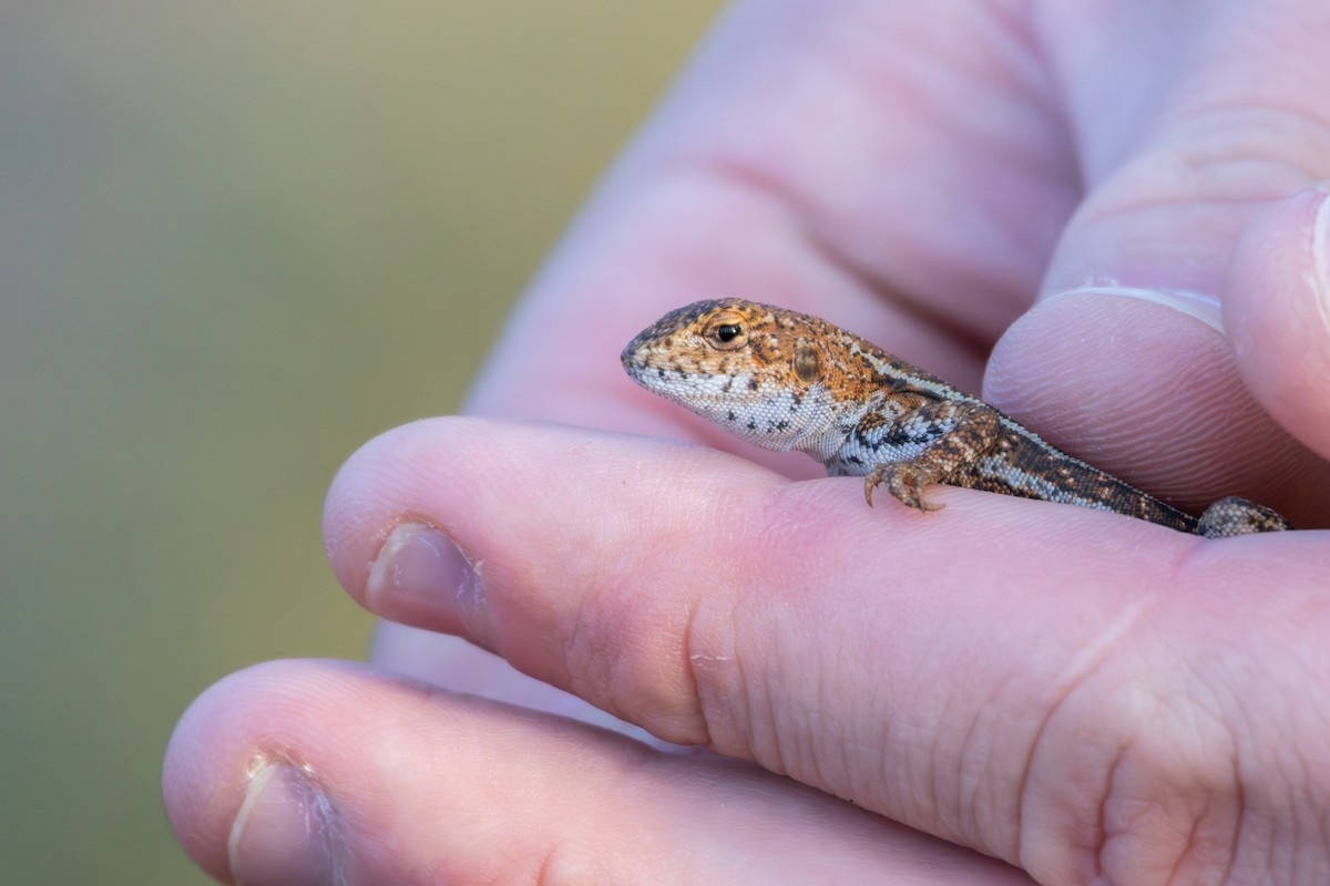 eastern mallee dragon - ML634845572
