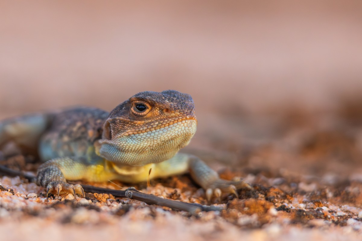 Painted Dragon - ML634845573