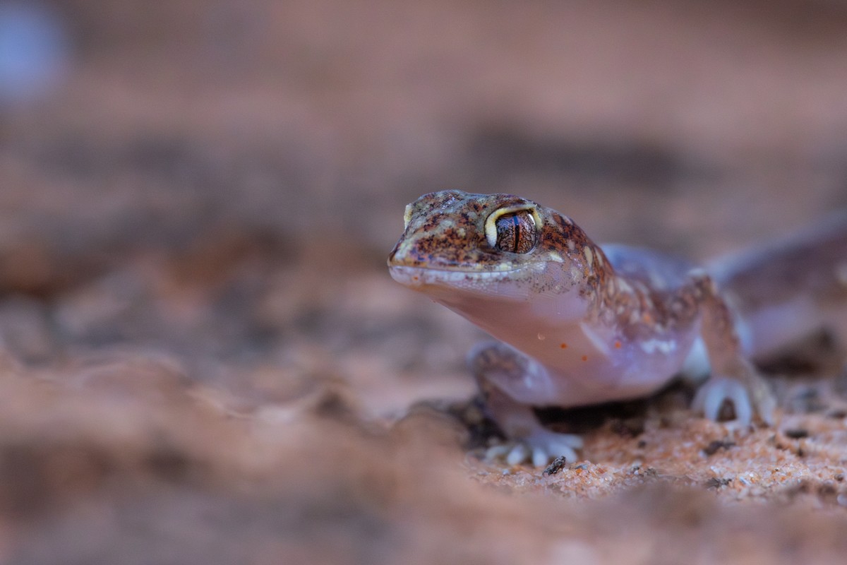 Beaded Gecko - ML634845574