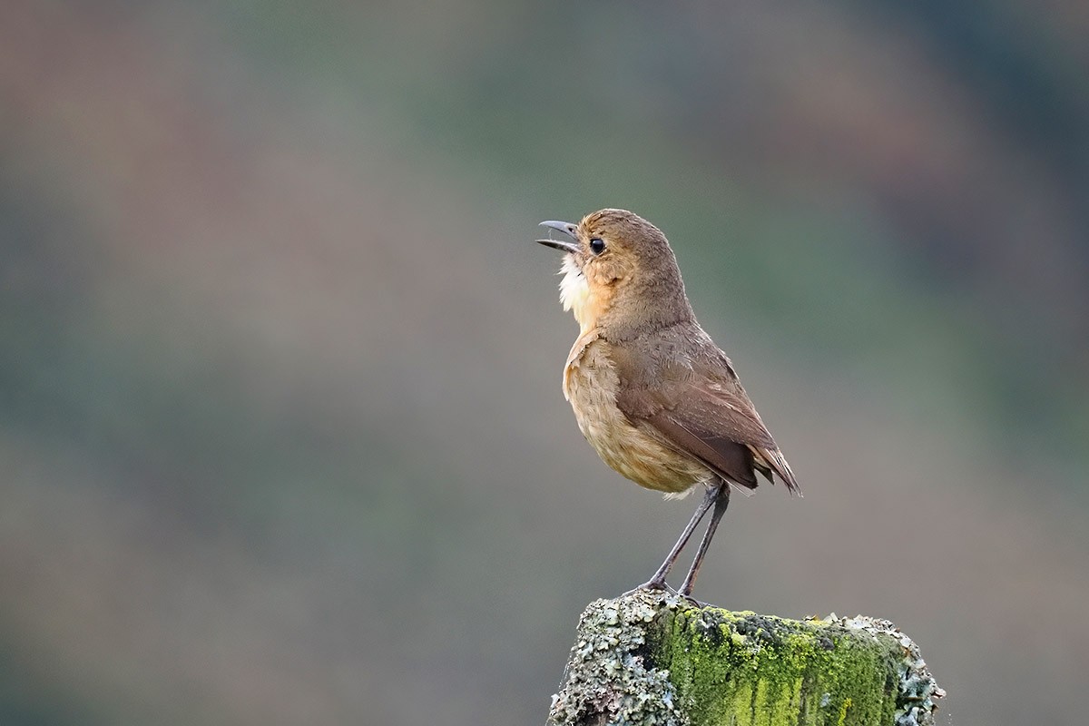 Boyaca Antpitta - ML634845685