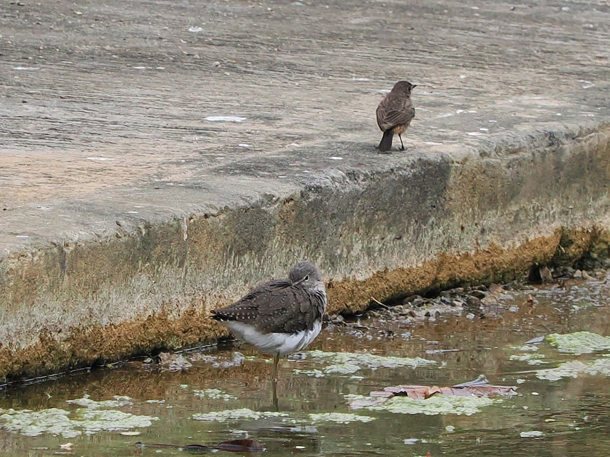 Green Sandpiper - ML634845717