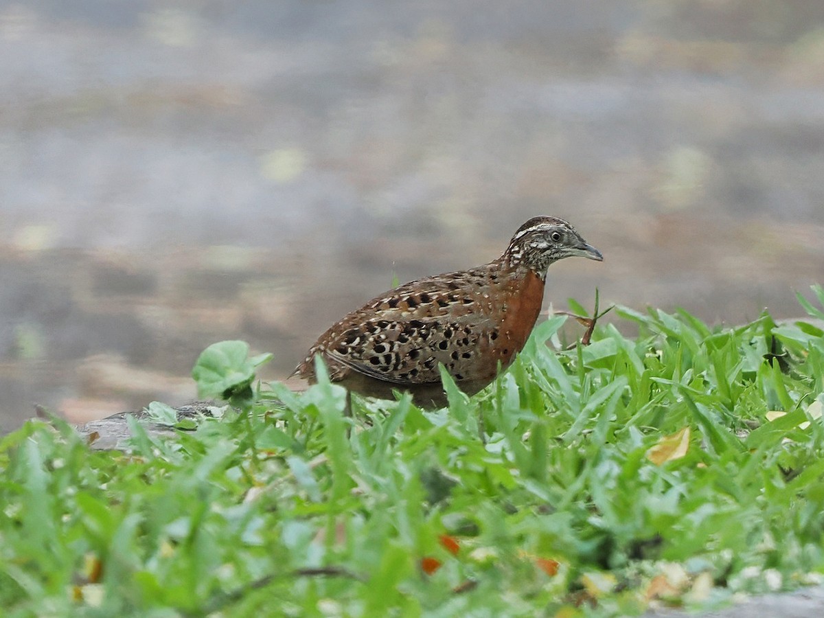 Spotted Buttonquail - ML634845723