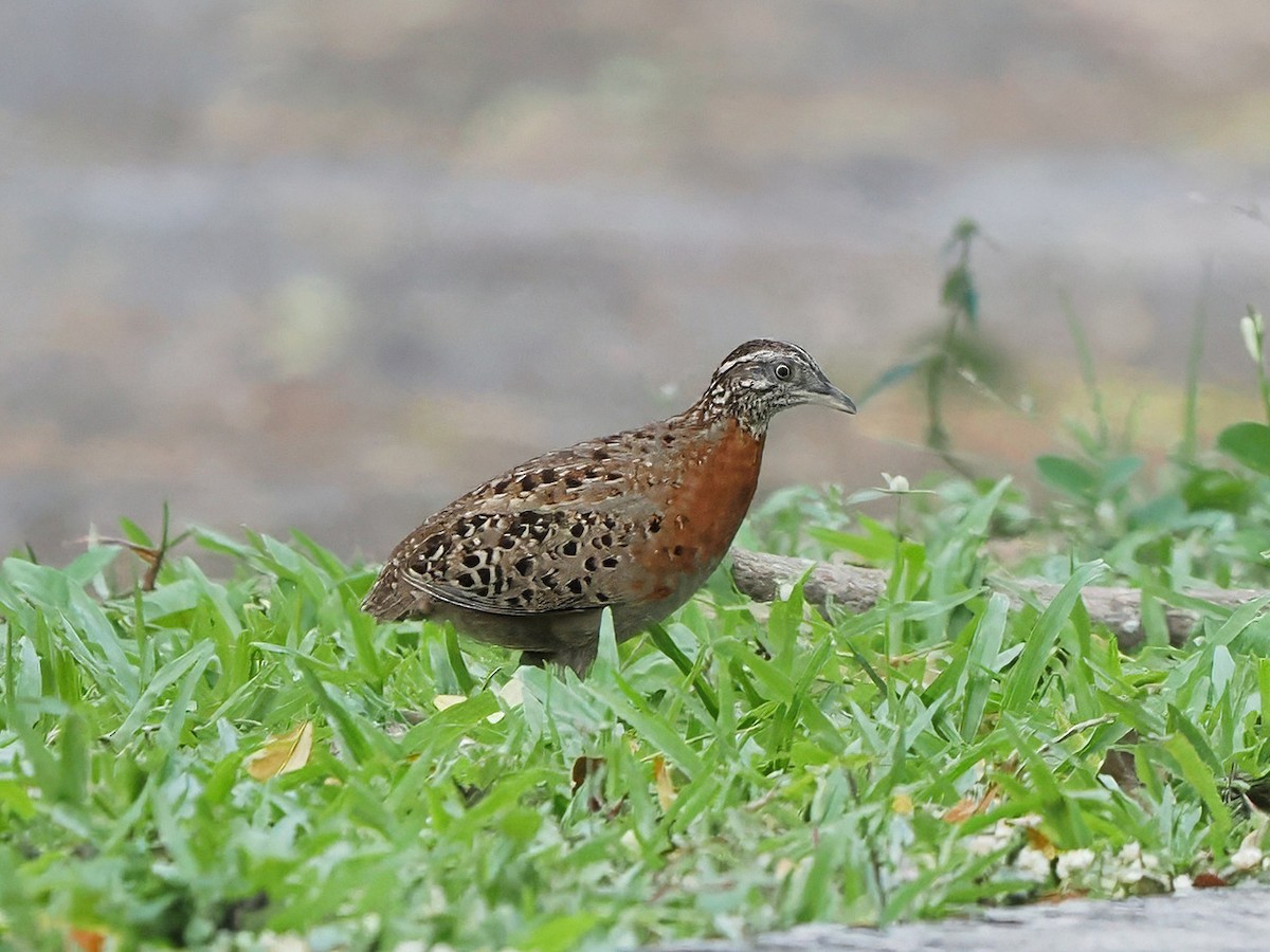 Spotted Buttonquail - ML634845724