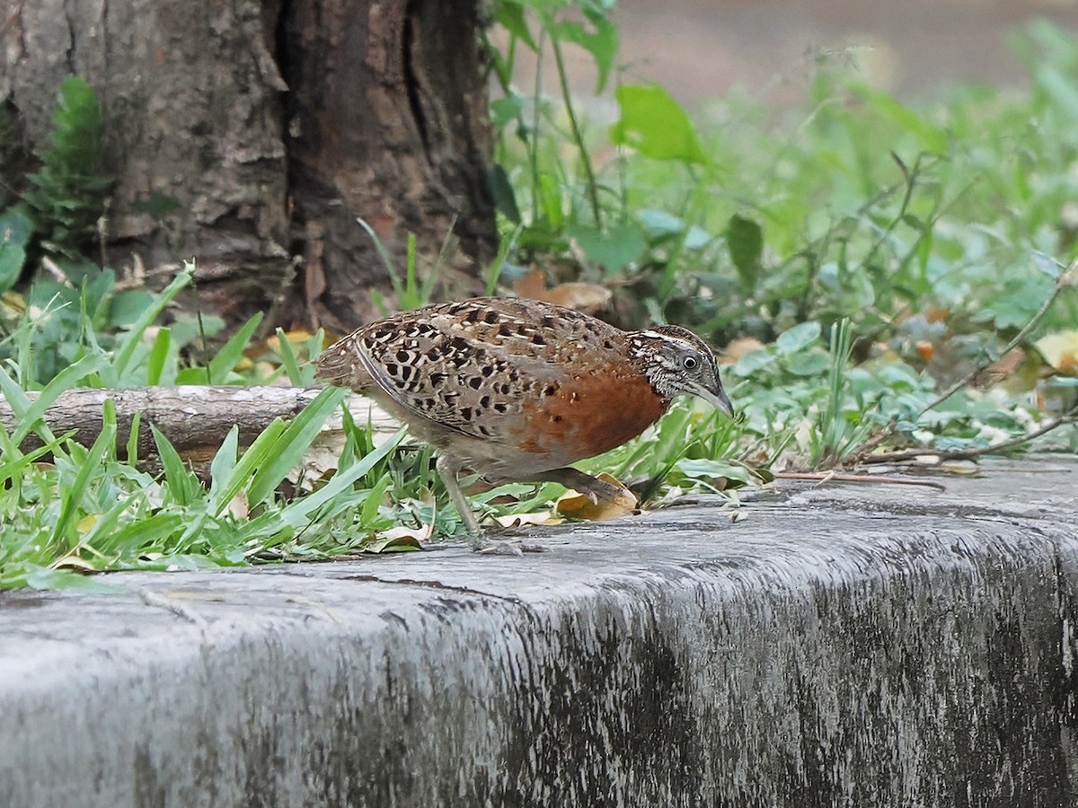 Spotted Buttonquail - ML634845725