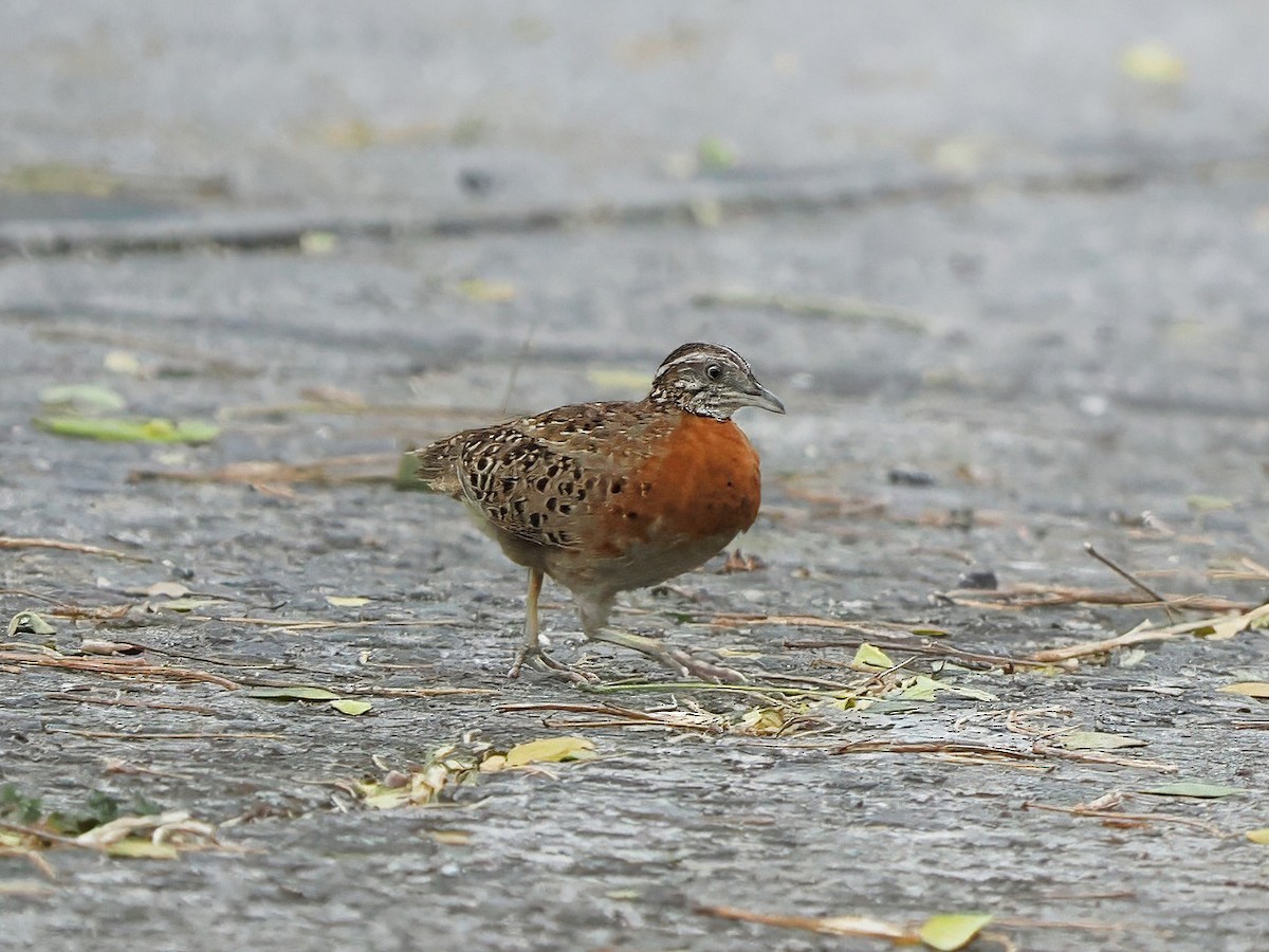Spotted Buttonquail - ML634845726