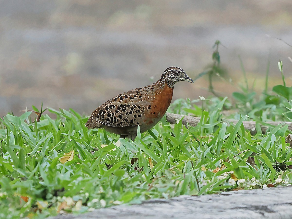 Spotted Buttonquail - ML634845727