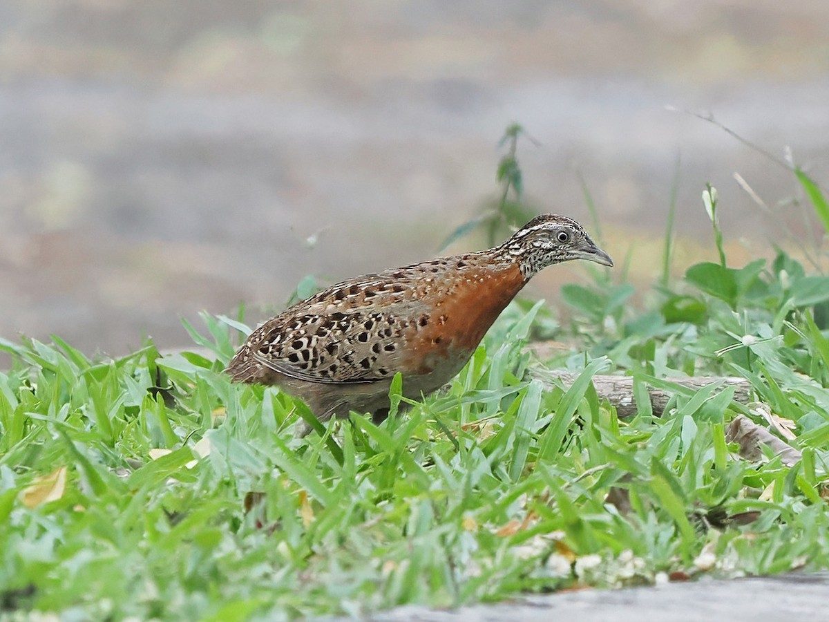 Spotted Buttonquail - ML634845728