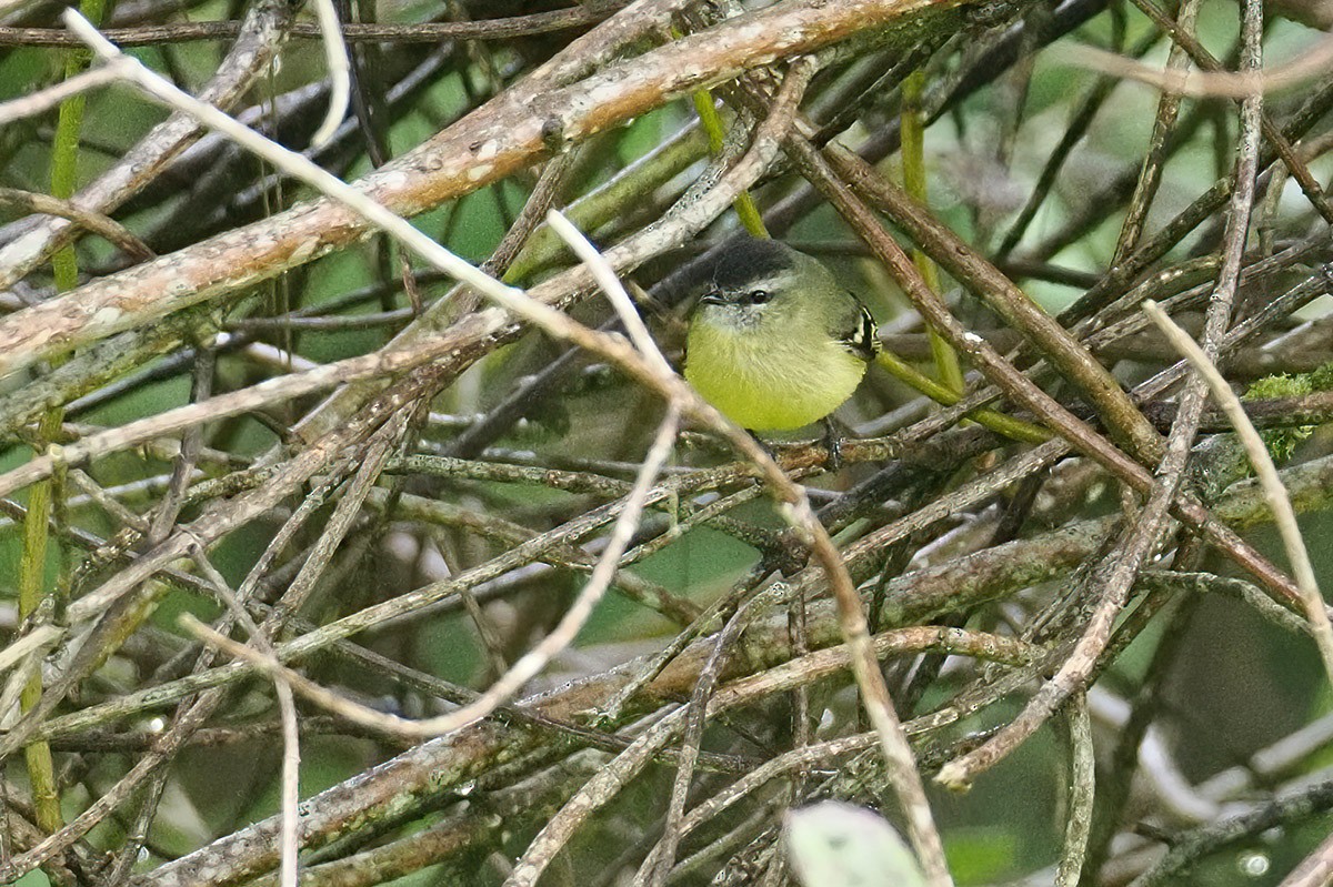 Black-capped Tyrannulet - ML634845767