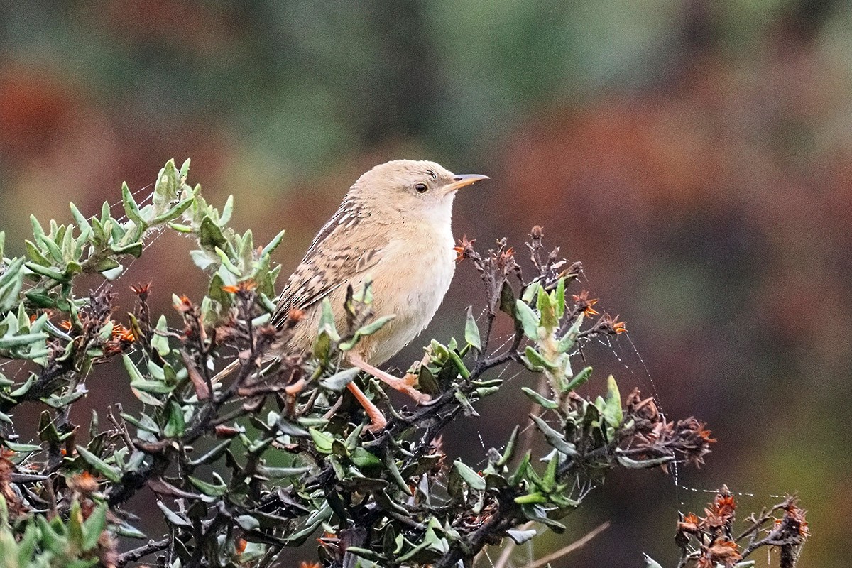 Apolinar's Wren - ML634845776