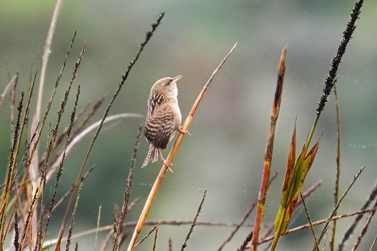 Apolinar's Wren - ML634845782
