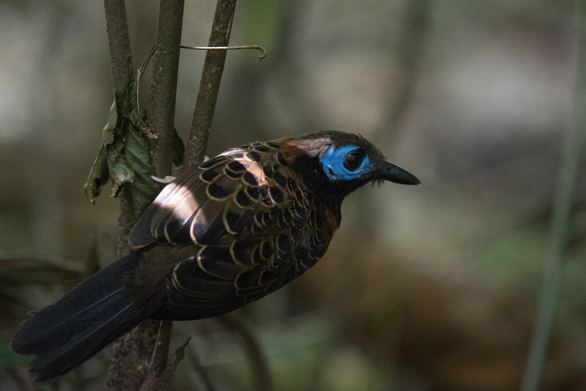 Ocellated Antbird - ML634845836