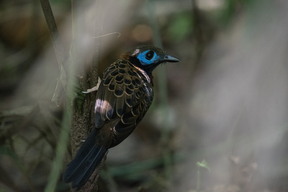 Ocellated Antbird - ML634845837