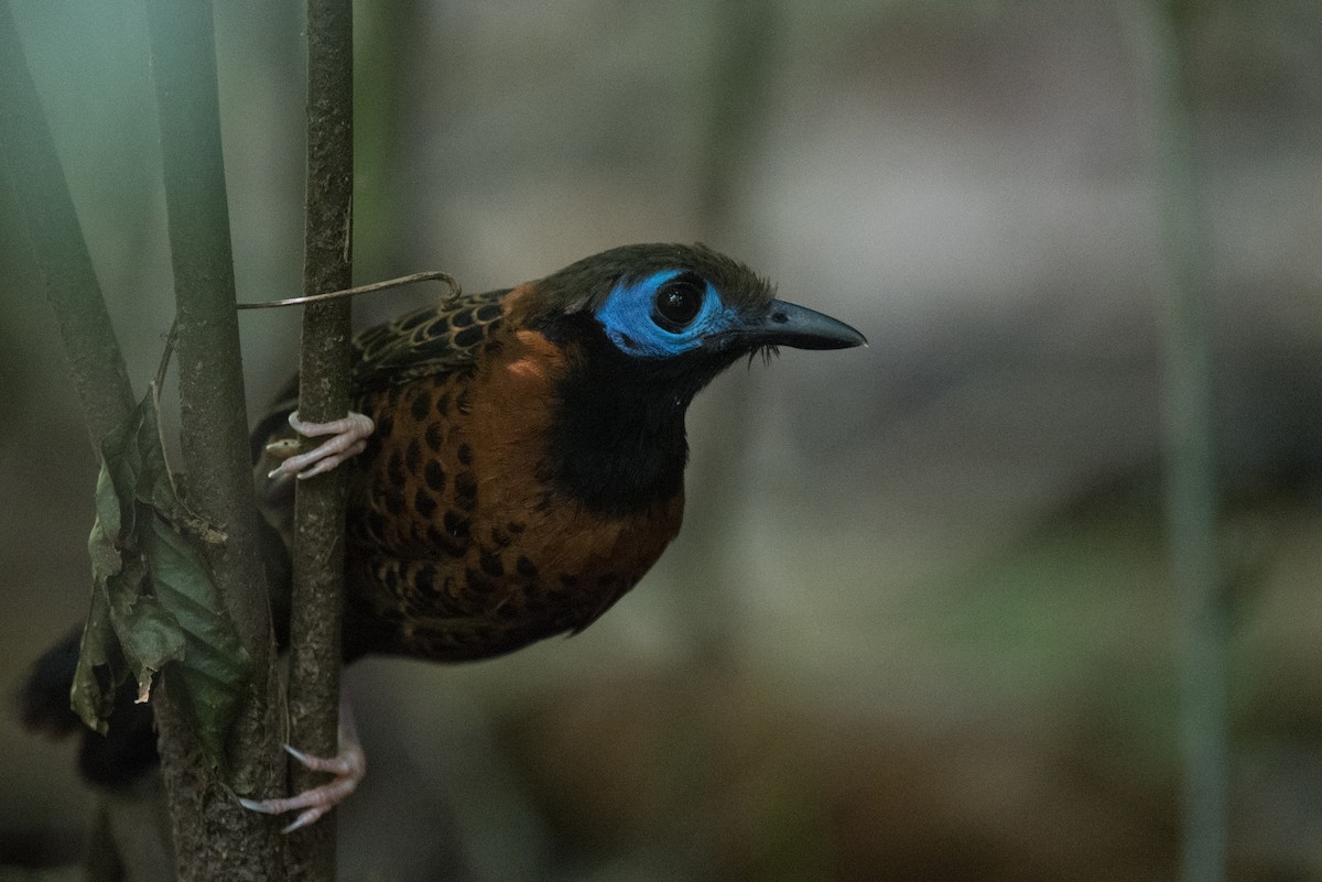 Ocellated Antbird - ML634845841