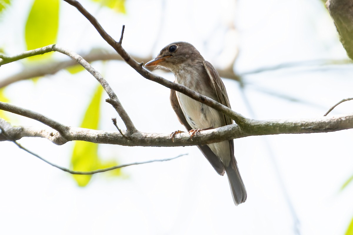 Asian Brown/Brown-streaked Flycatcher - ML634845858