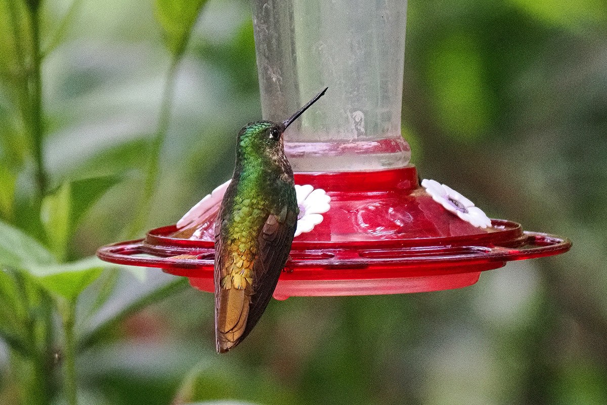 Golden-bellied Starfrontlet - ML634845886
