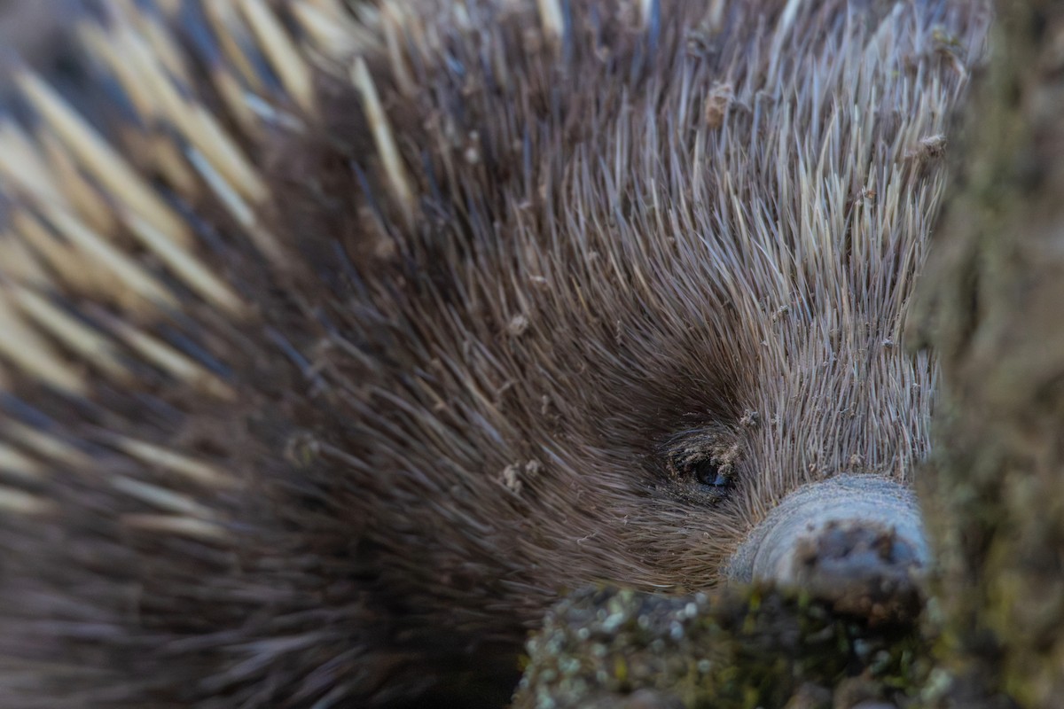 Eastern Short-beaked Echidna - ML634846176