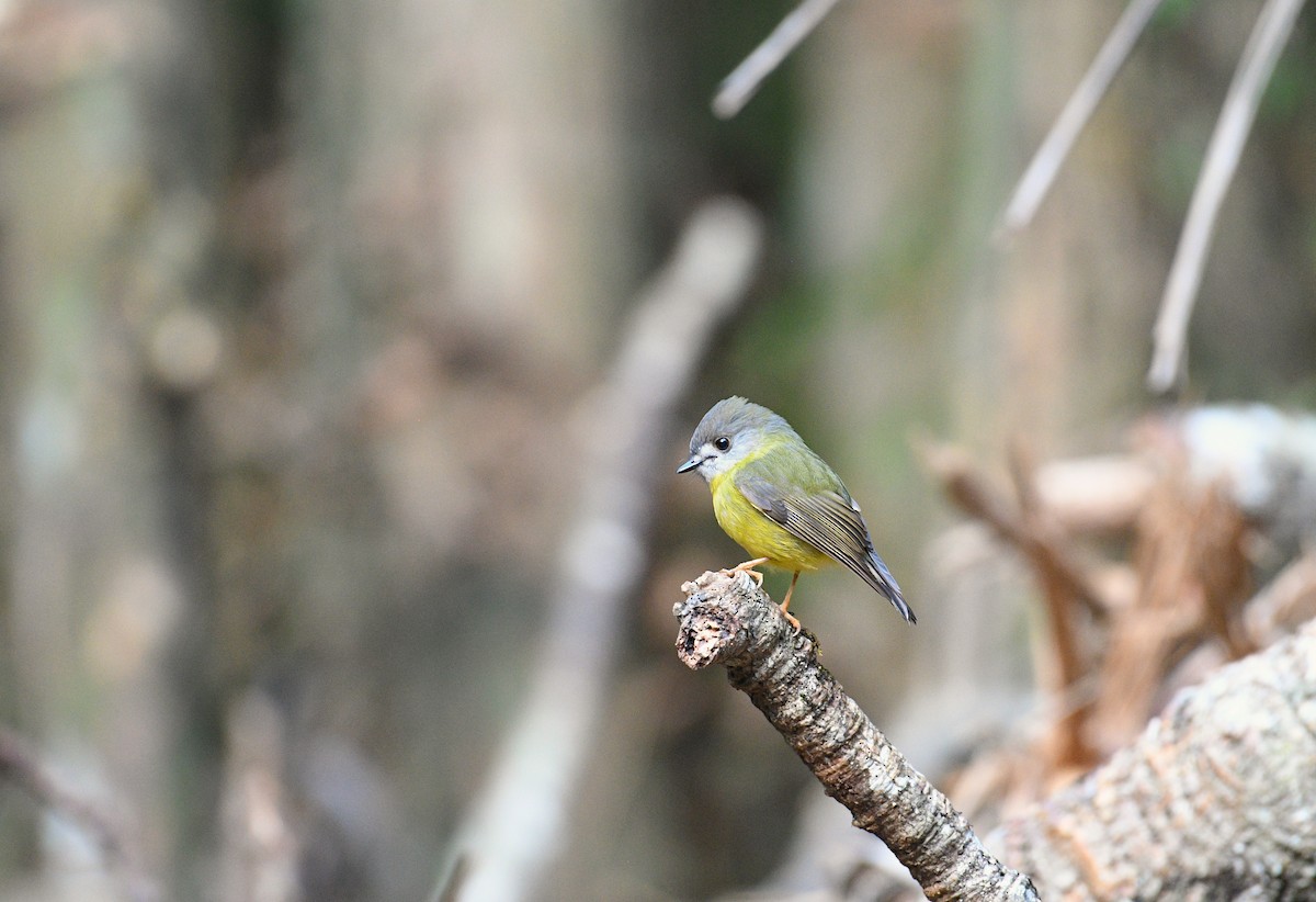 Pale-yellow Robin - ML634846231