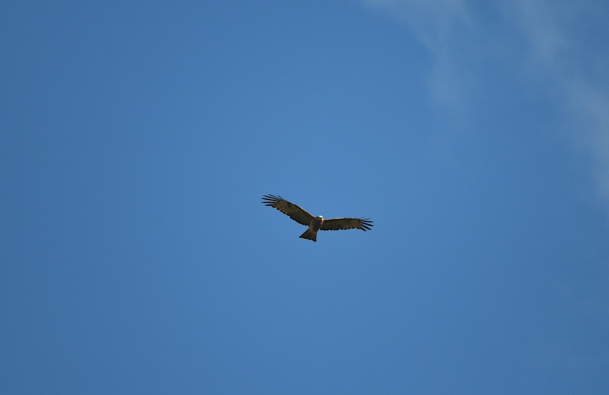 Square-tailed Kite - ML634846236