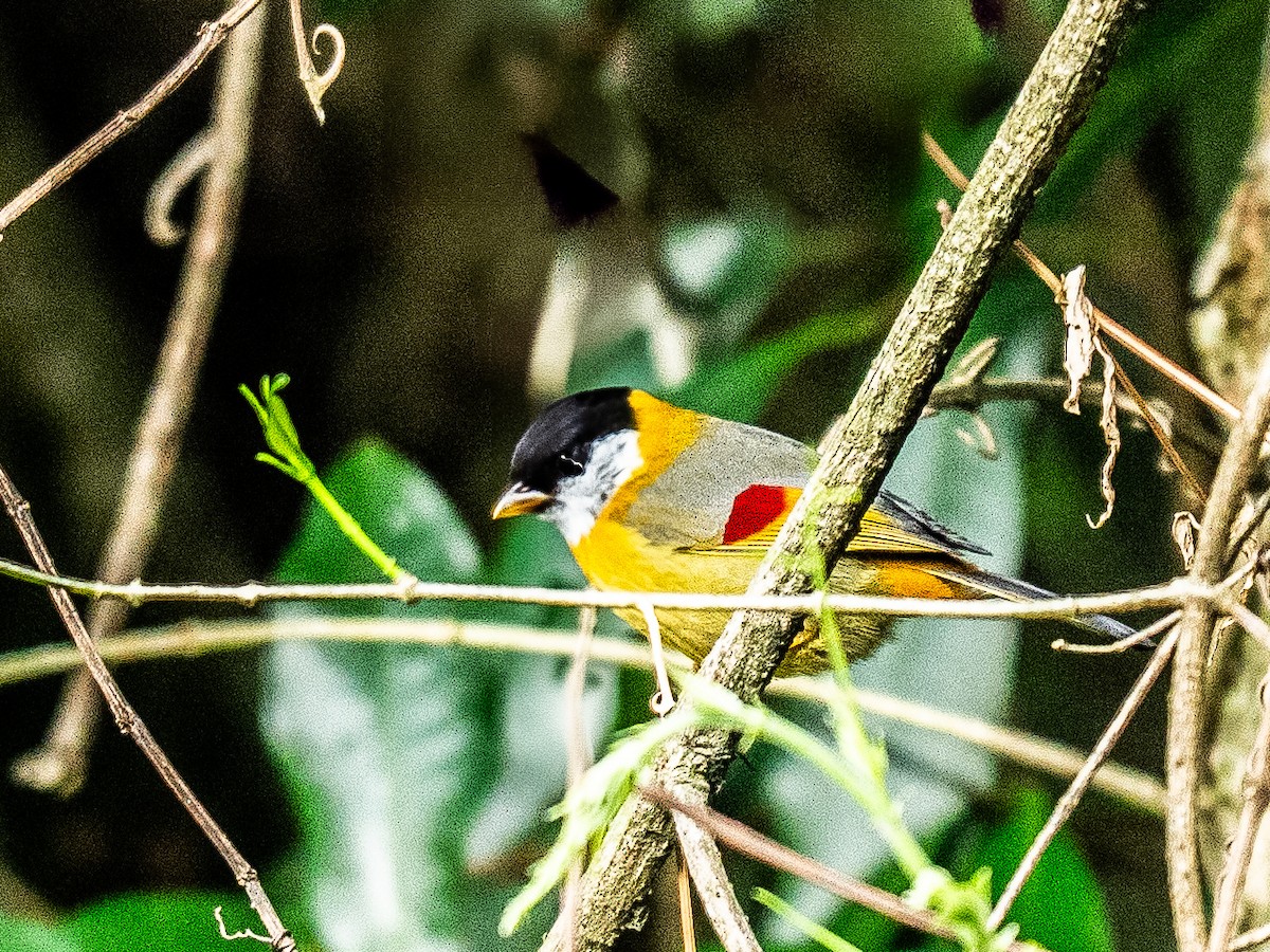 Silver-eared Mesia - ML634846295