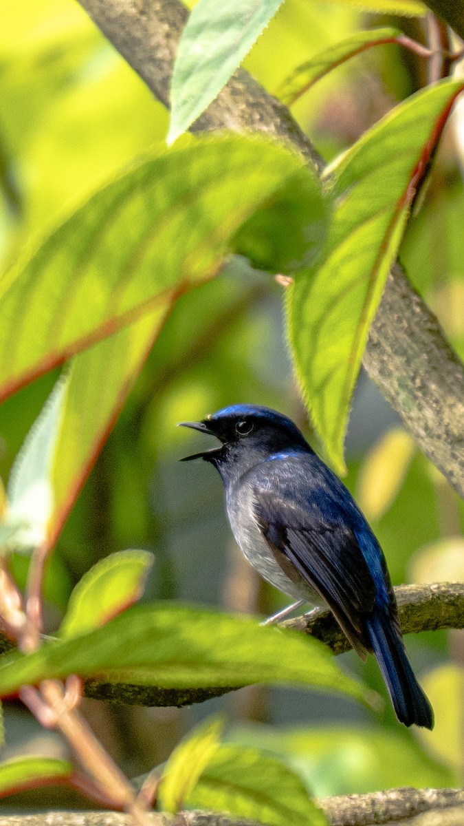 Small Niltava - ML634846305