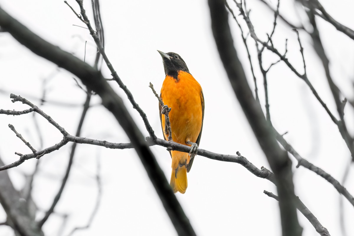 Baltimore Oriole - ML634846433