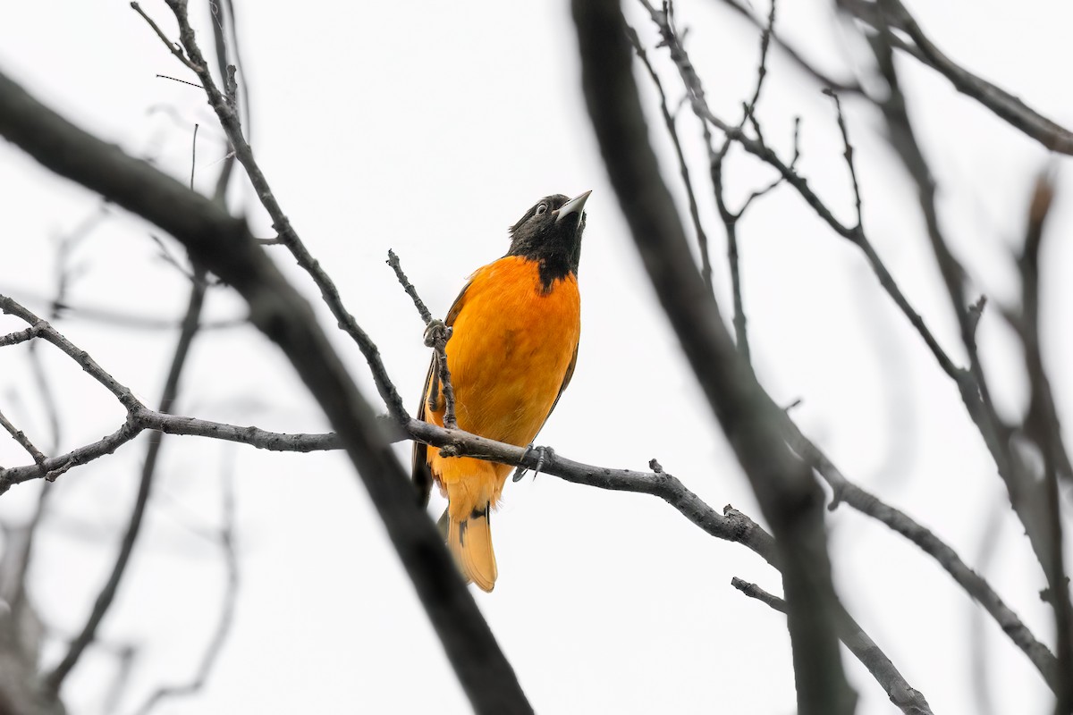 Baltimore Oriole - ML634846438