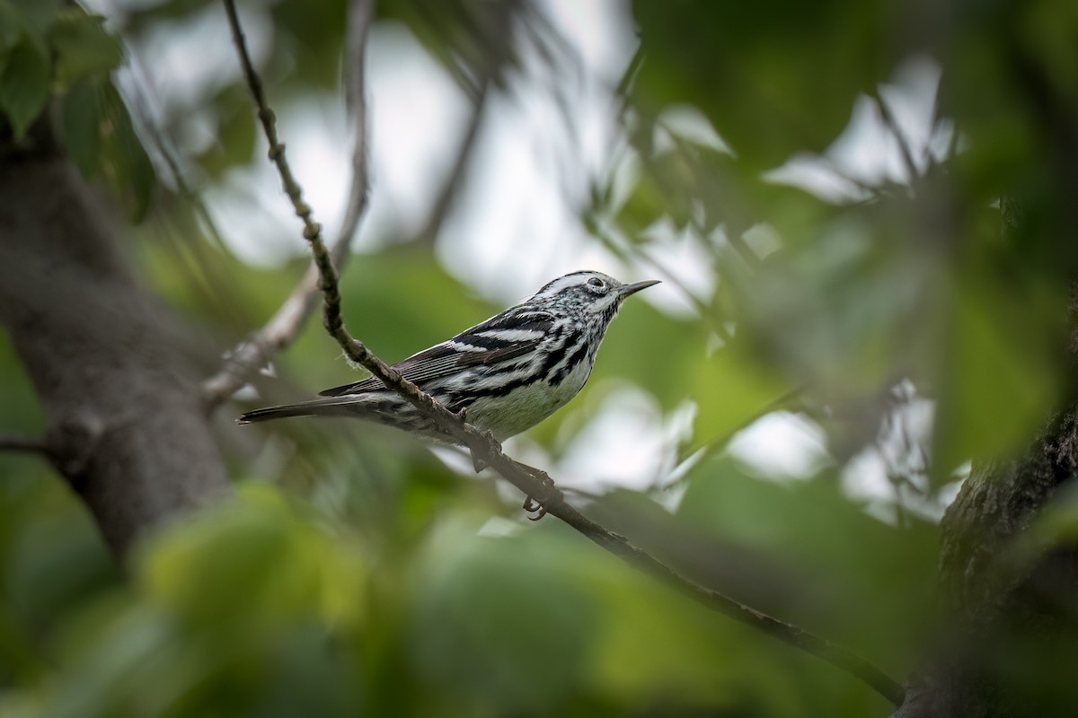 Black-and-white Warbler - ML634846442