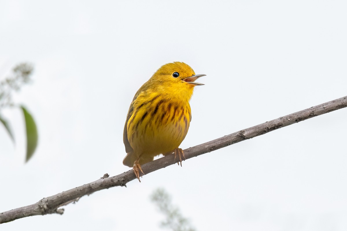 Northern Yellow Warbler - ML634846449