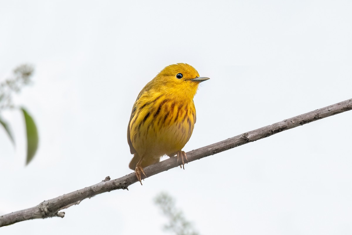 Northern Yellow Warbler - ML634846450