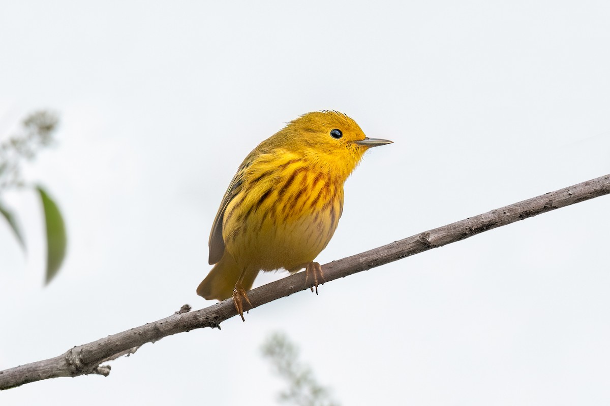 Northern Yellow Warbler - ML634846451
