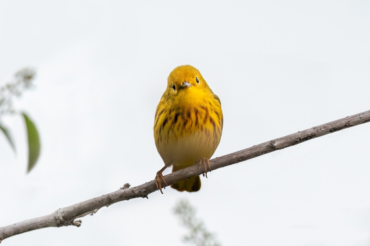 Northern Yellow Warbler - ML634846452