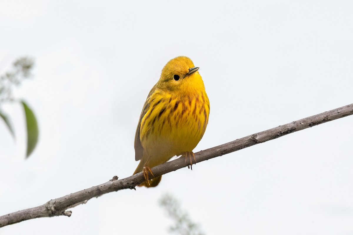 Northern Yellow Warbler - ML634846453
