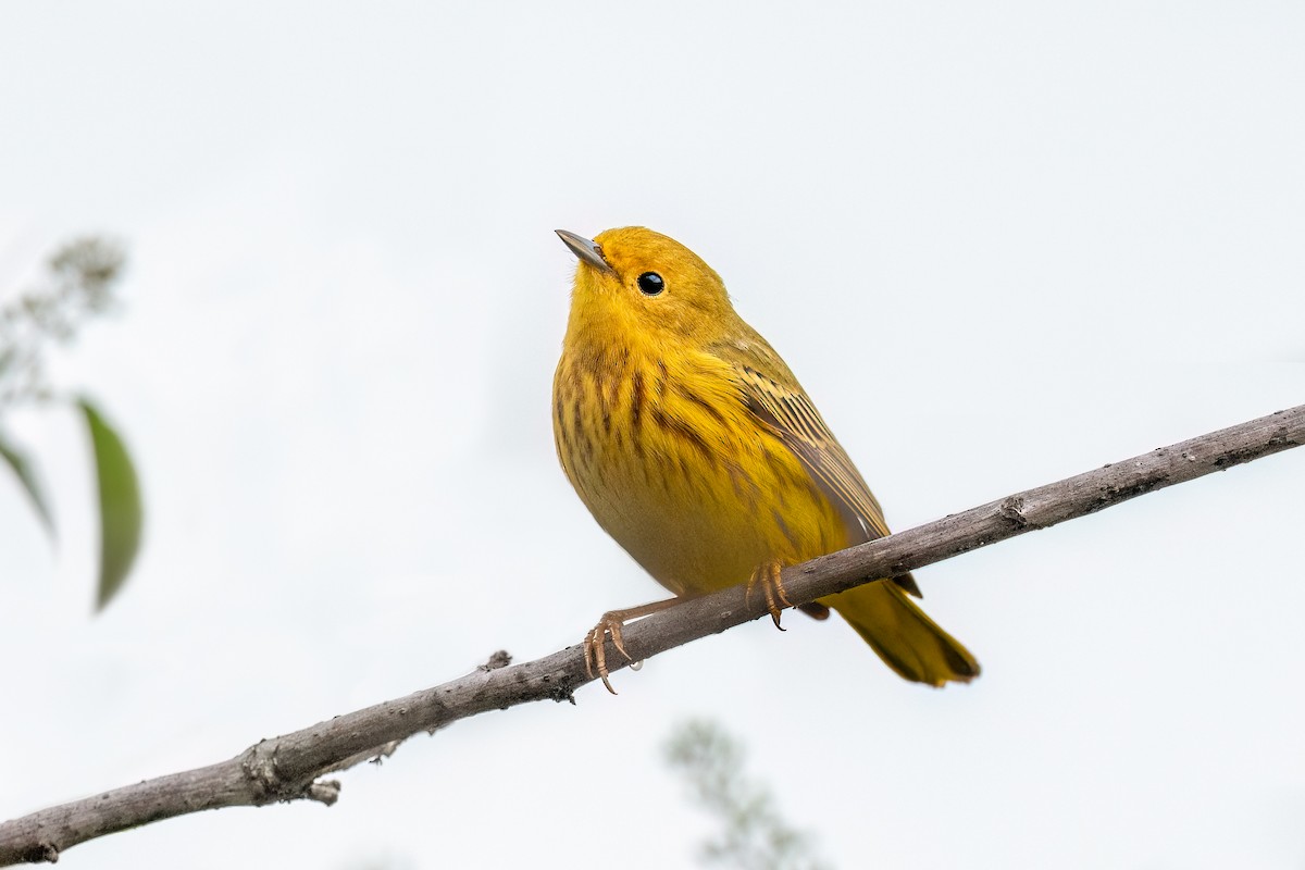 Northern Yellow Warbler - ML634846454