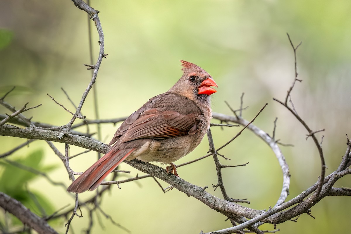 Northern Cardinal - ML634846459