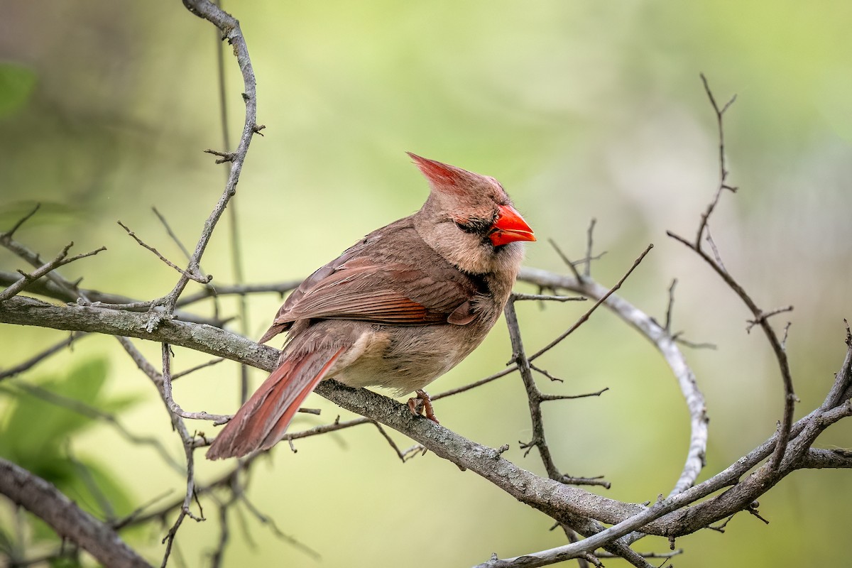Northern Cardinal - ML634846460