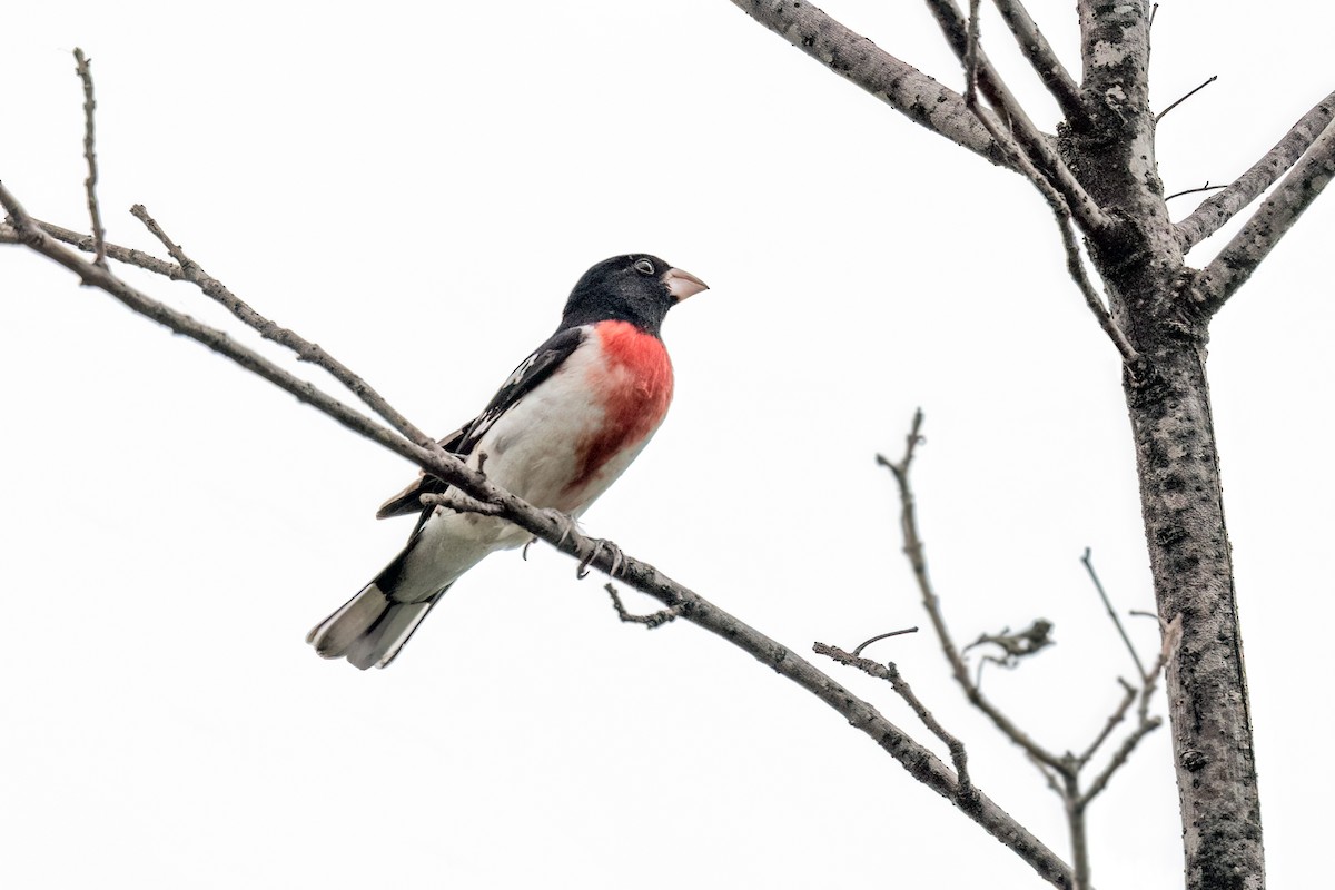 Rose-breasted Grosbeak - ML634846467
