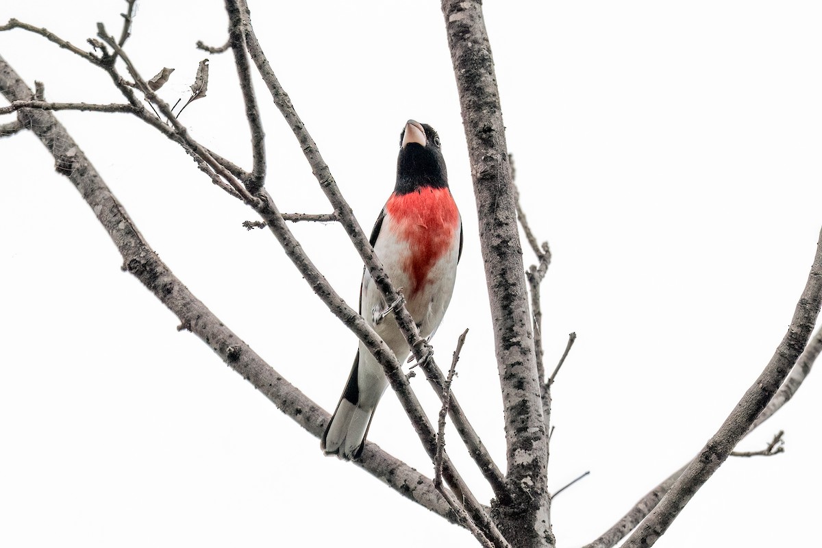 Rose-breasted Grosbeak - ML634846468