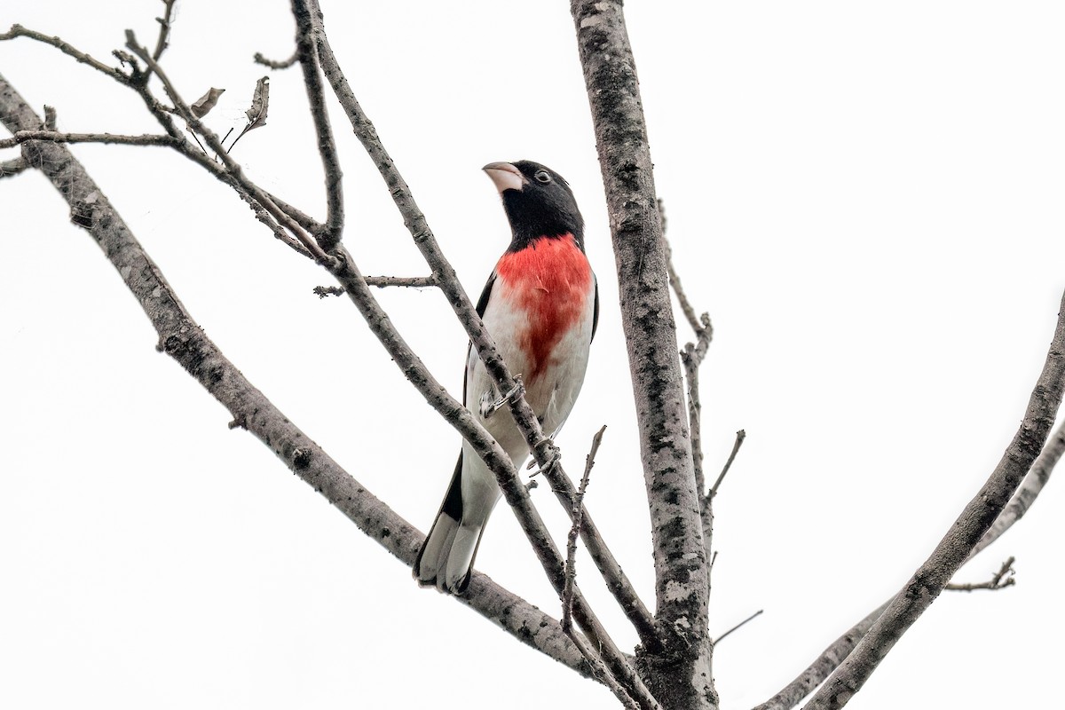 Rose-breasted Grosbeak - ML634846469