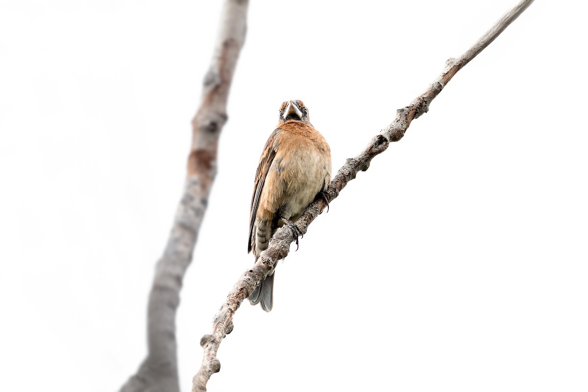 Blue Grosbeak - ML634846473