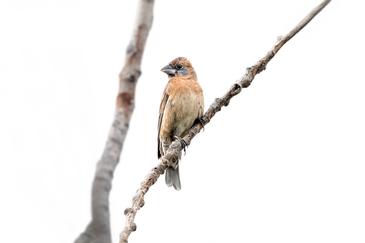 Blue Grosbeak - ML634846475