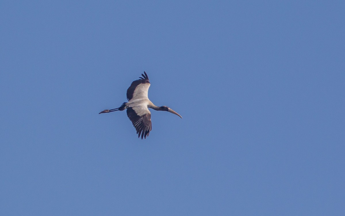 Wood Stork - ML634846480